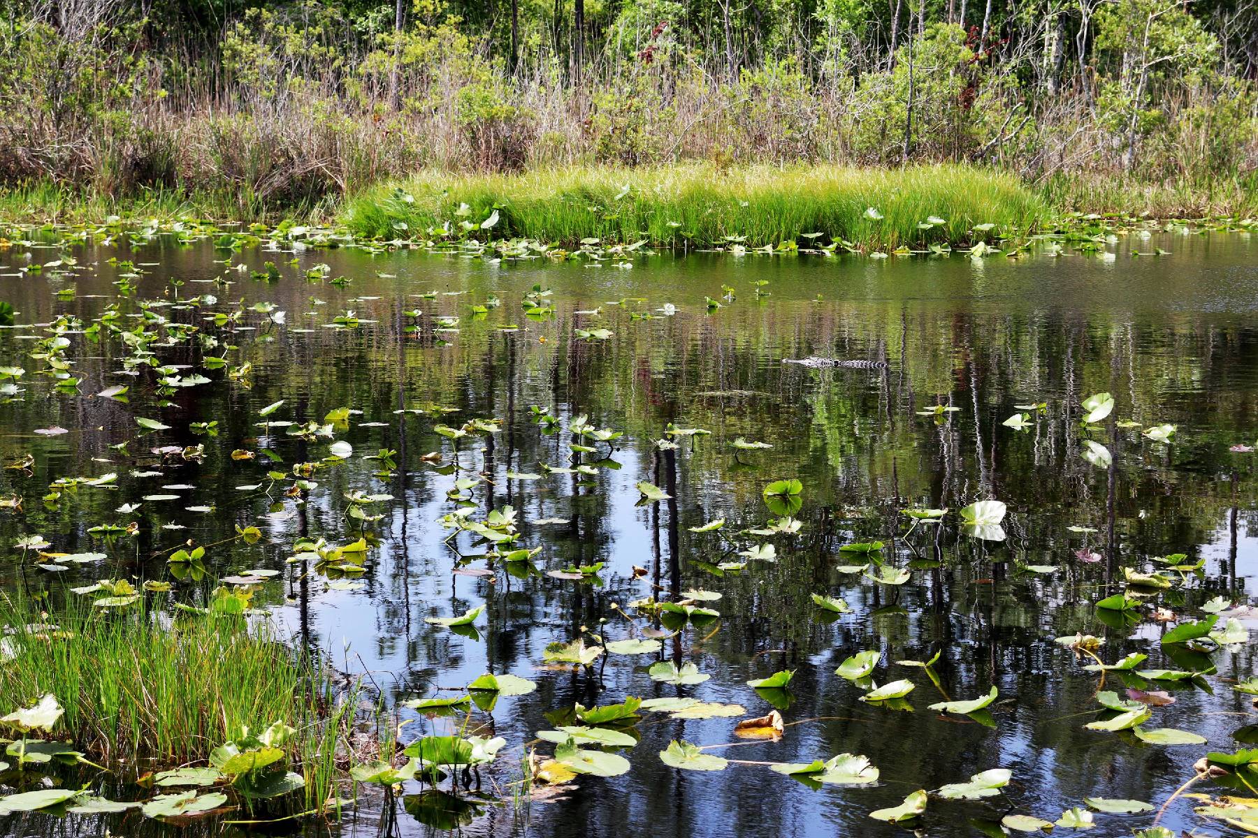 ponds